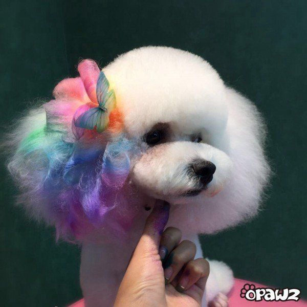 kozmeticka-krieda-na-srst-je-bezpecna-pre-psov-a-macky-8781