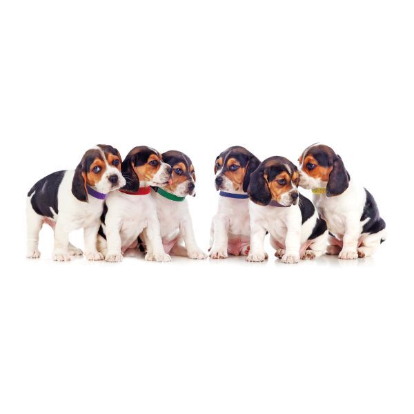 obojok-pre-steniatka-sada-12-ks-10500