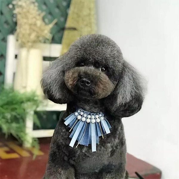 ozdobny-obojok-dekoracia-na-krk-psa-jeans-a-perly-8644